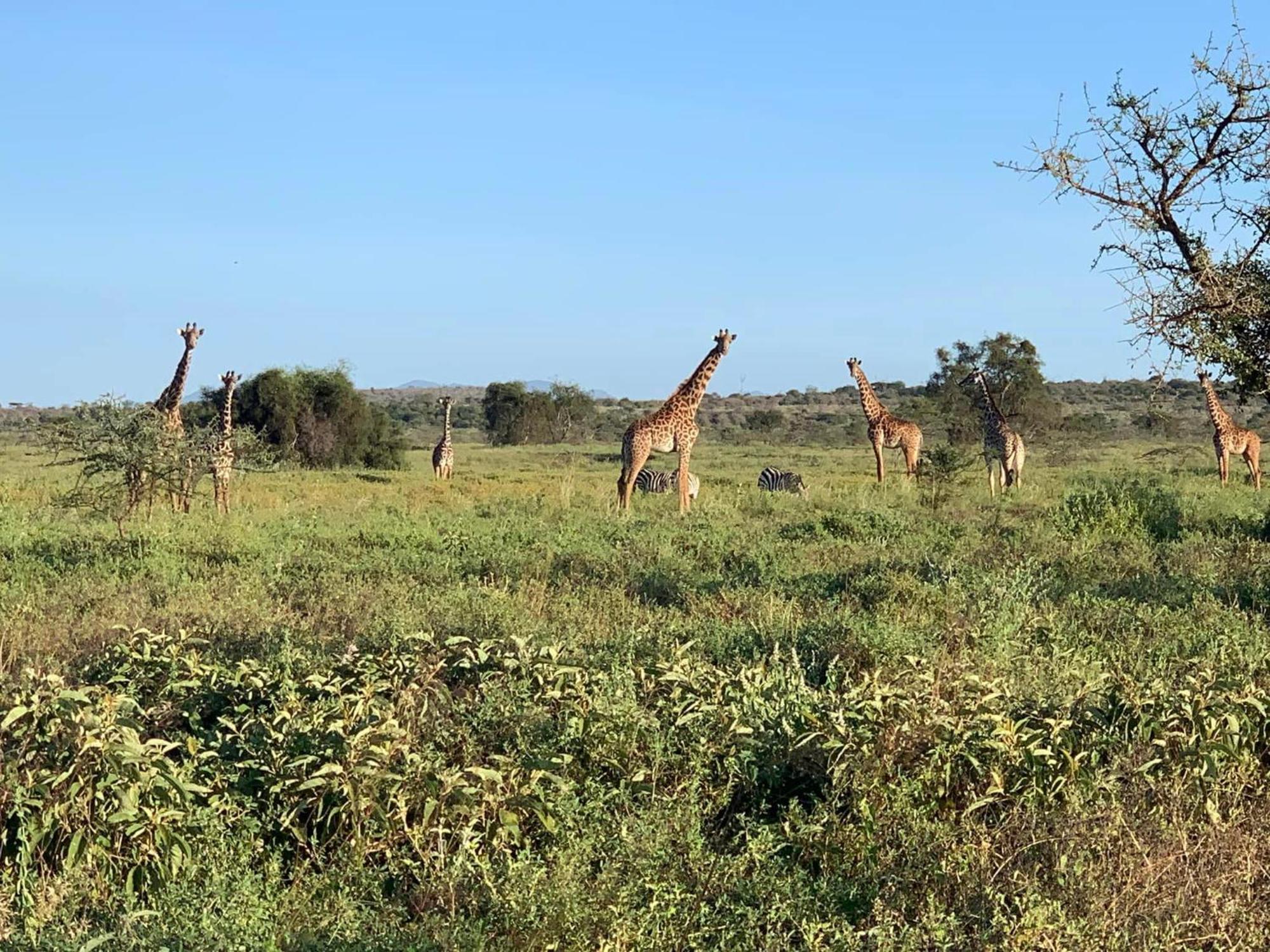 Amboseli Discovery Camp Bagian luar foto
