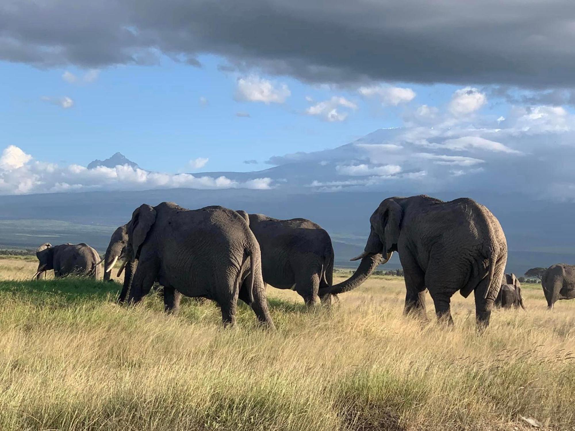 Amboseli Discovery Camp Bagian luar foto