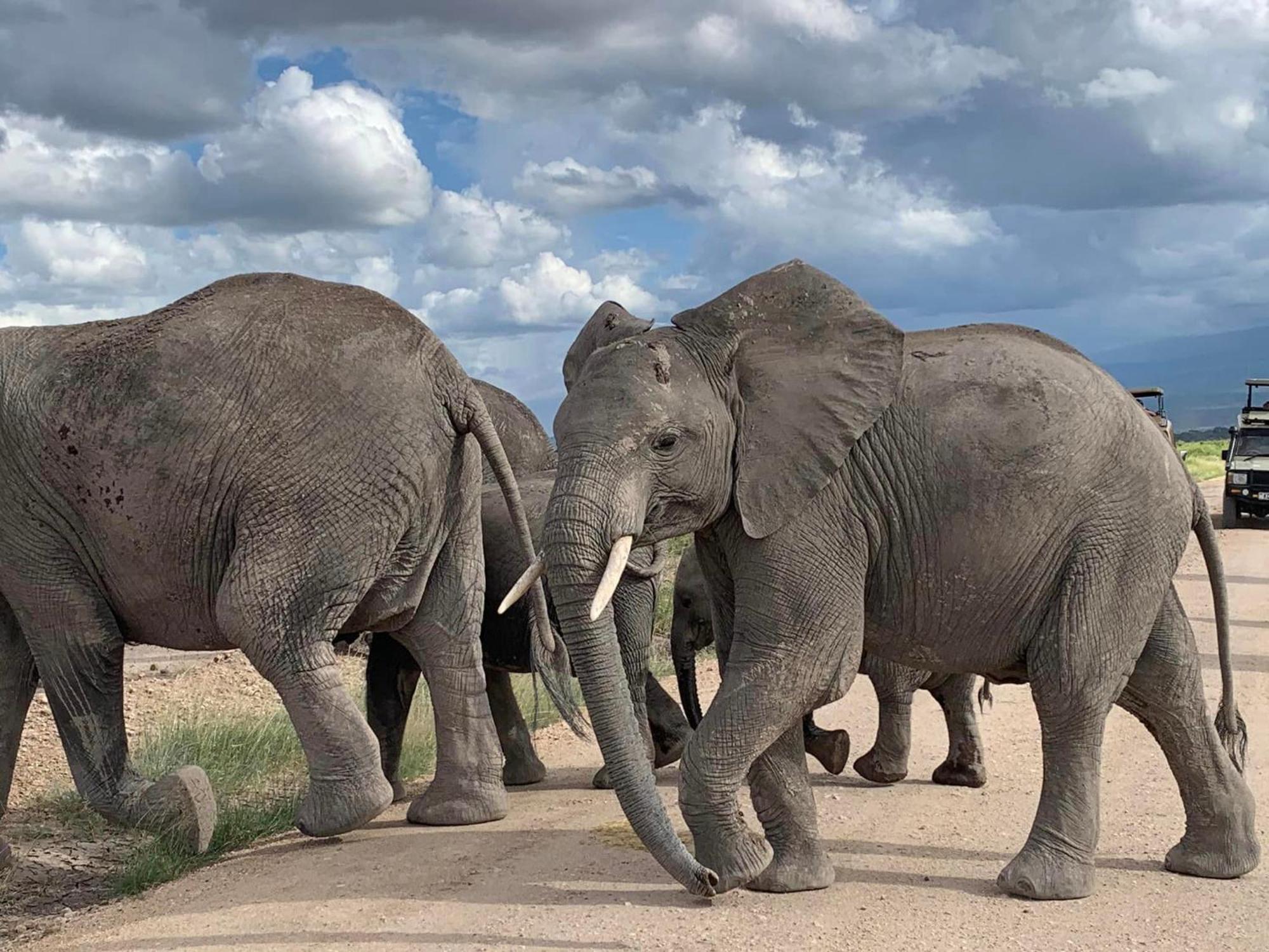 Amboseli Discovery Camp Bagian luar foto