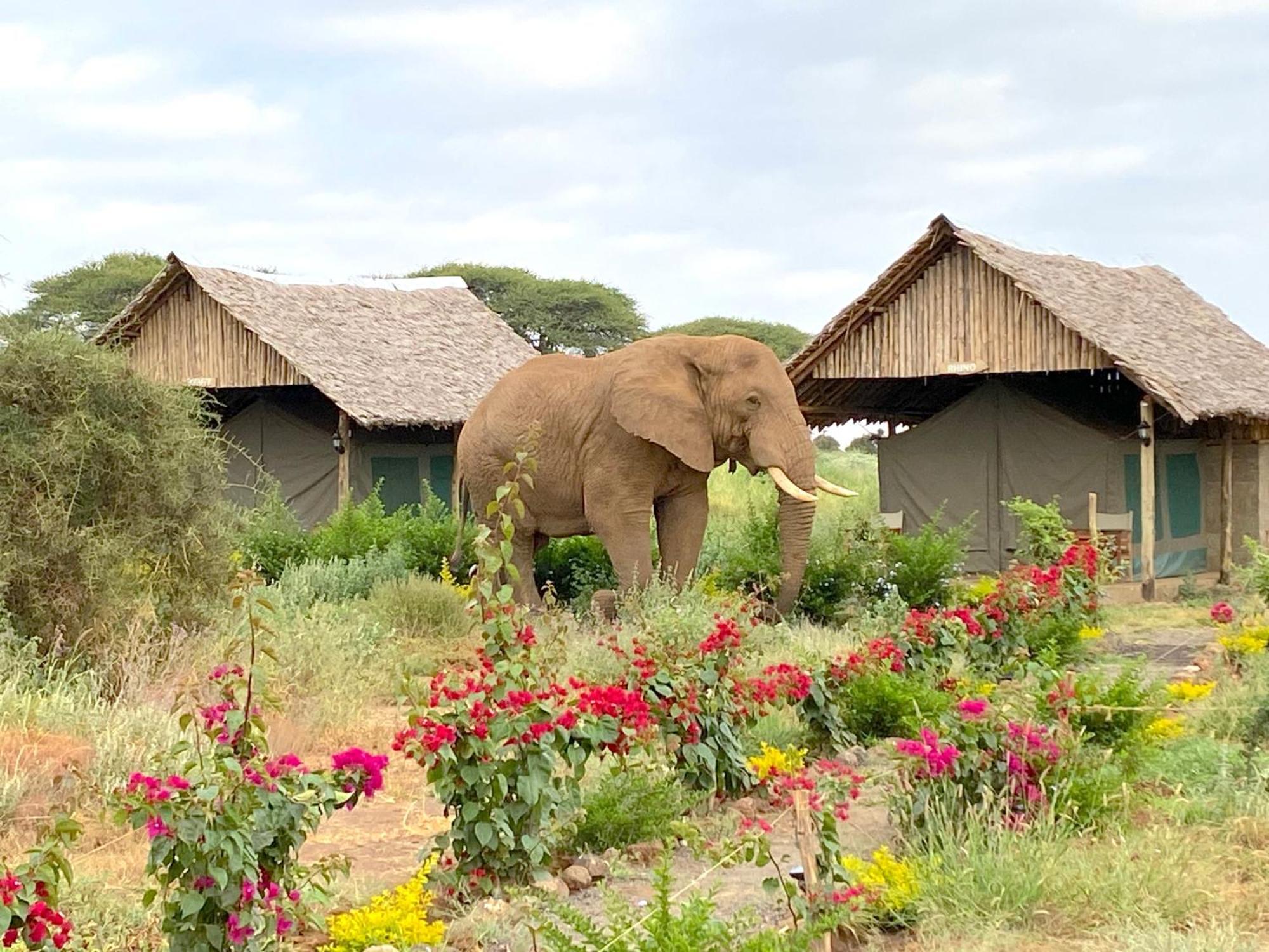 Amboseli Discovery Camp Bagian luar foto